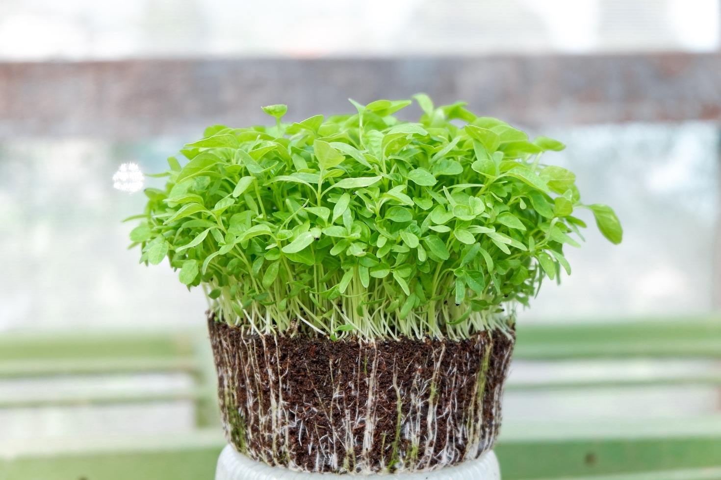 Top Tips for Growing Microgreens at Home