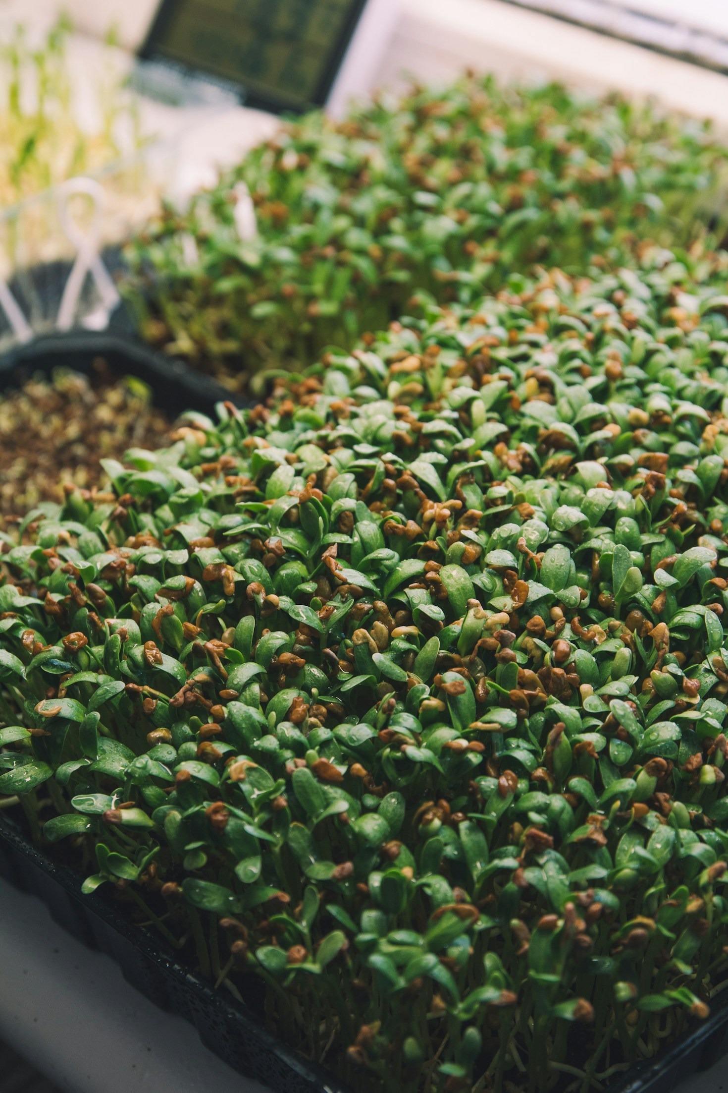 The Environmental Benefits of Growing Microgreens