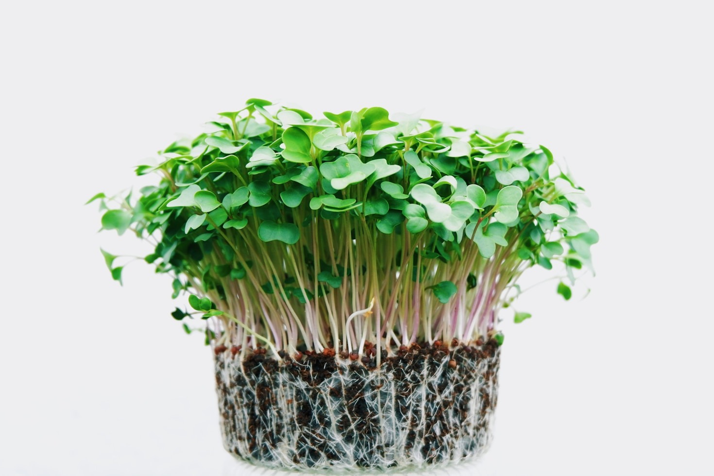 Step-by-Step Guide to Starting Your Microgreen Garden