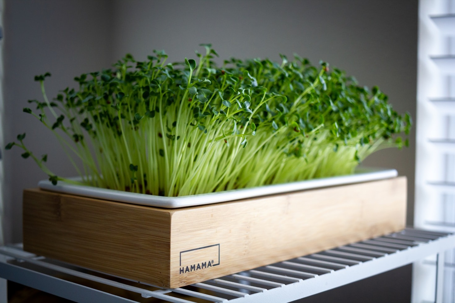 A Beginner’s Guide to Microgreen Cultivation