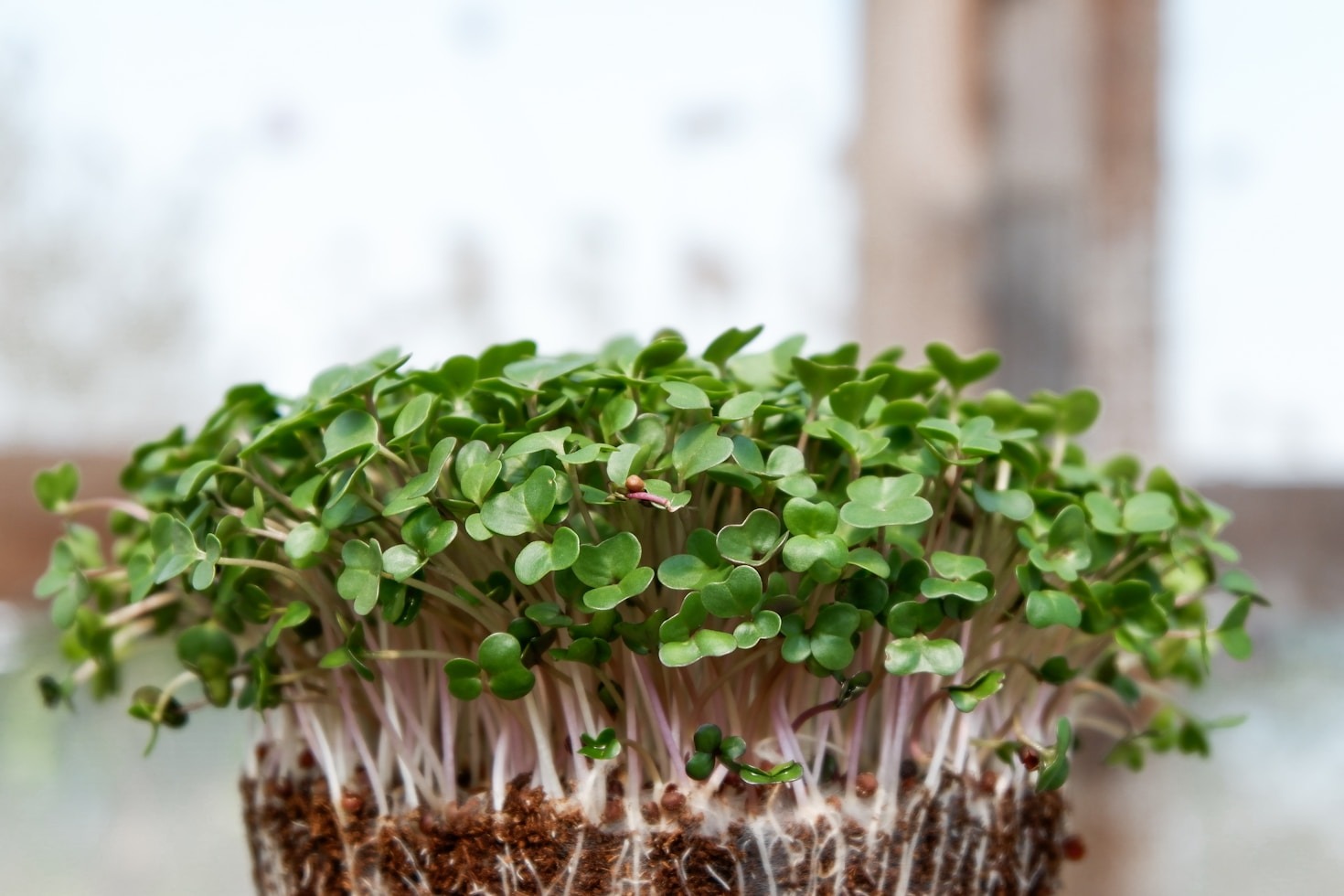 Choosing the Right Tools for Microgreen Growth