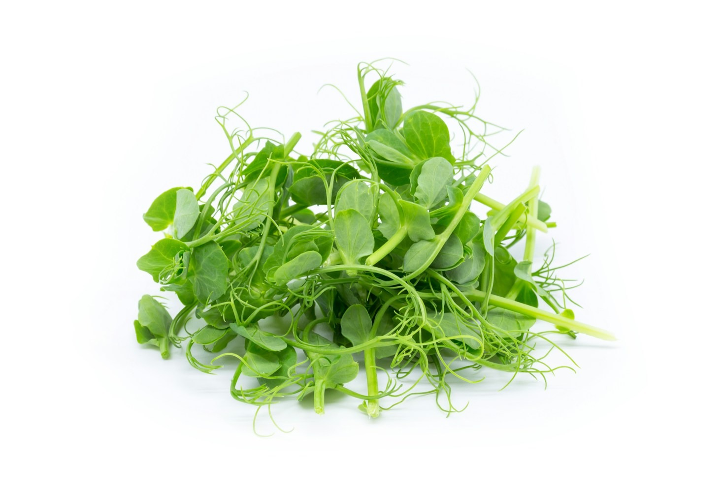 Exploring the Health Benefits of Fresh Microgreens