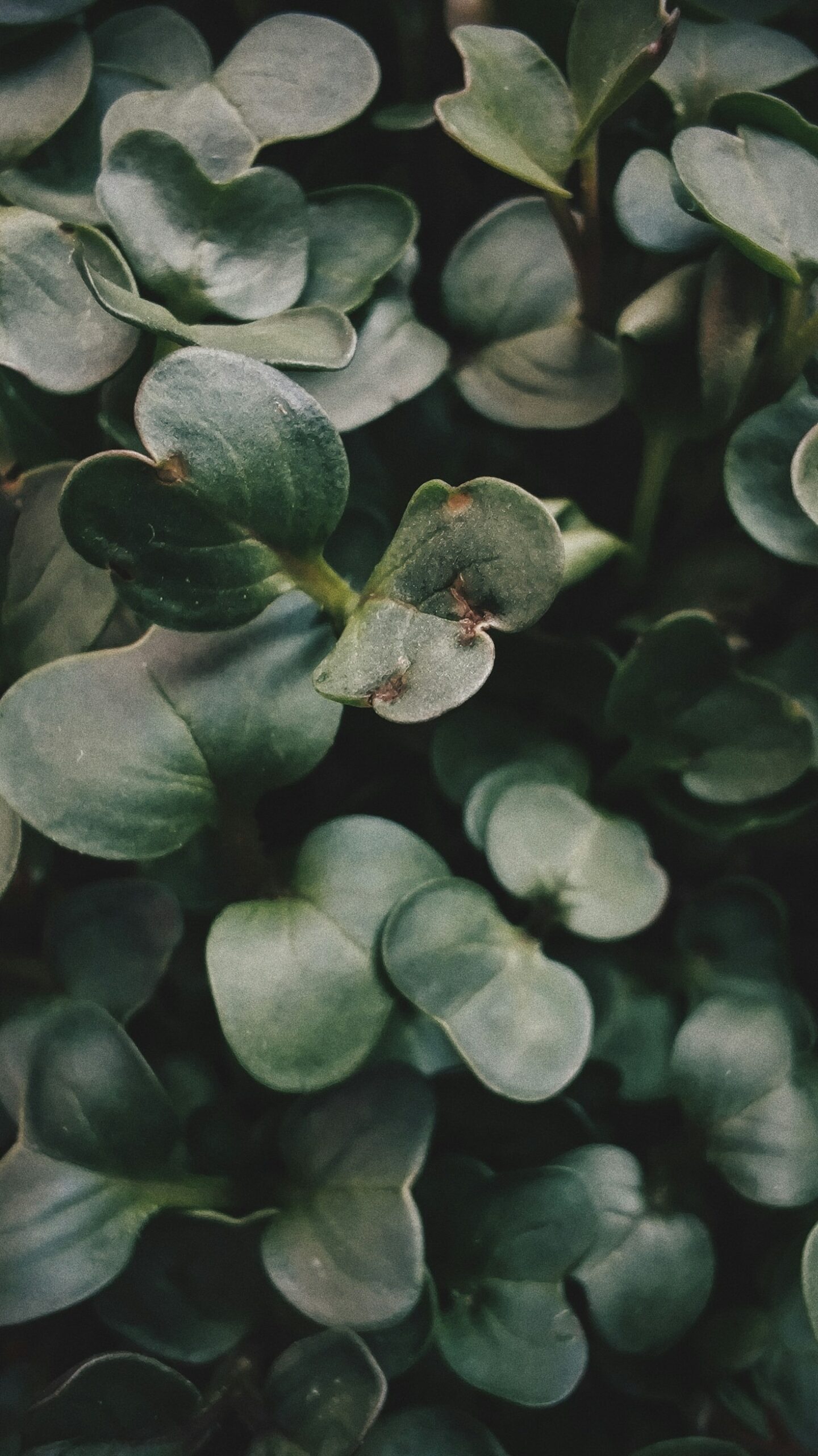 Building a Sustainable Lifestyle Through Microgreens